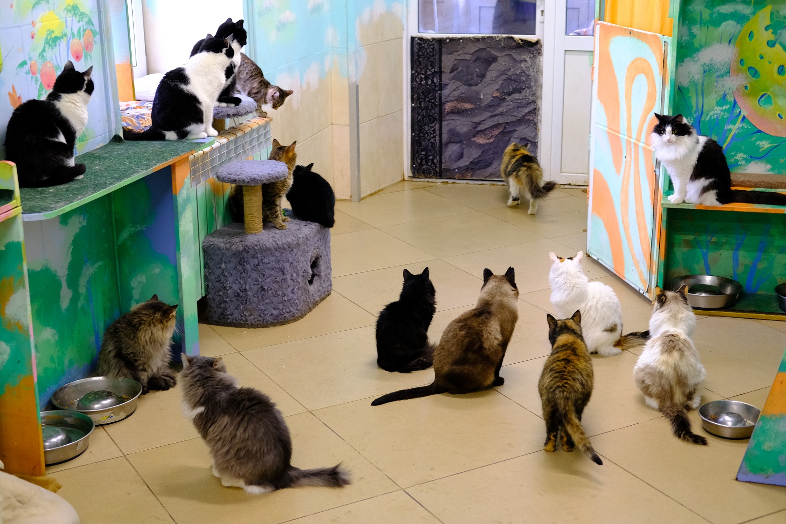 Приют для кошек в нижнем. Кошачий приют Нижний Новгород. Волонтеры в приютах для животных кошек. Муниципальный приют для кошек.